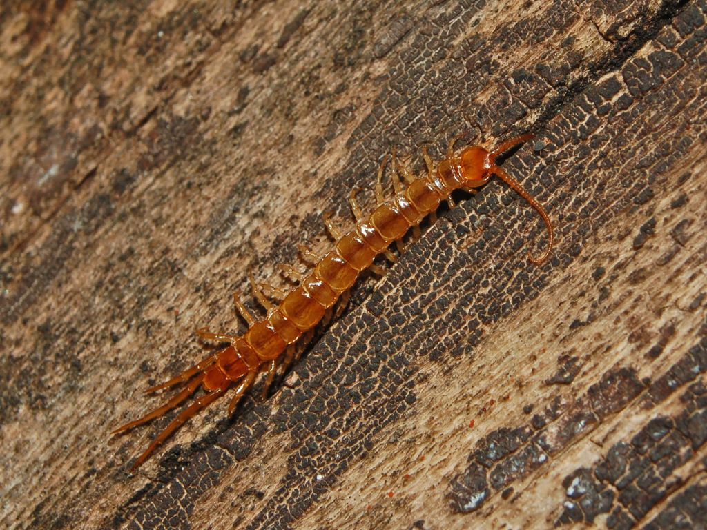 Lithobius